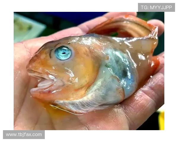 八脚怪:深海的魅影,海洋的守护者 八脚怪:深海的魅影,海洋的守护者