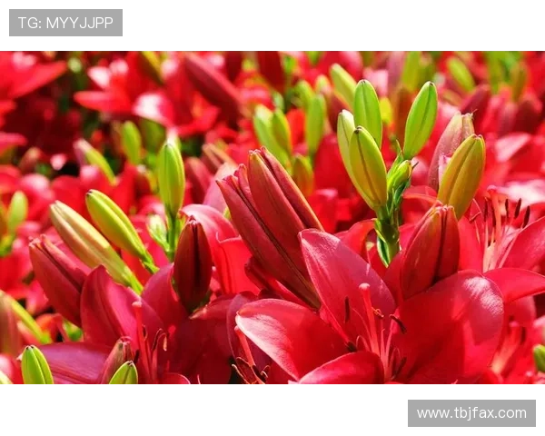 国生小百合:绽放于时代洪流中的东方韵致 国生小百合:绽放于时代洪流中的东方韵致